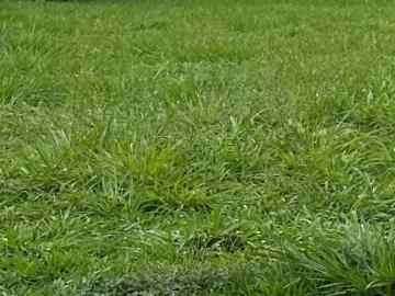 Terreno / Lote para Venda em Ribeirão Preto/SP Jardim Canadá