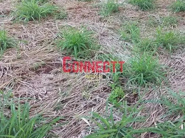 Terreno / Lote para Venda em Ribeirão Preto/SP Parque das Oliveiras