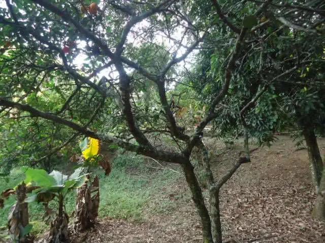 Terreno / Lote para Venda em São Carlos/SP Vila Rancho Velho