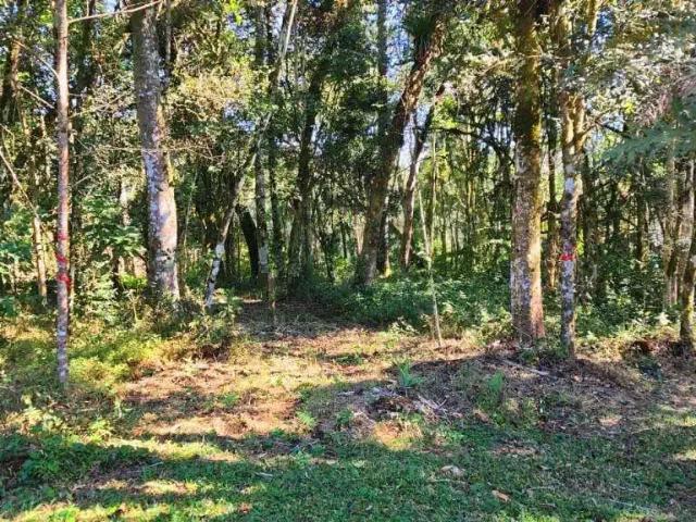 Terreno / Lote para Venda em São Bento do Sul/SC Centenário