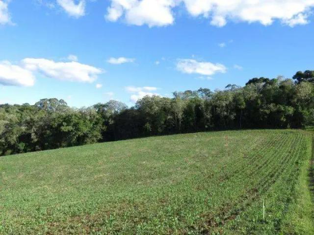 Terreno / Lote para Venda em São Bento do Sul/SC Centenário