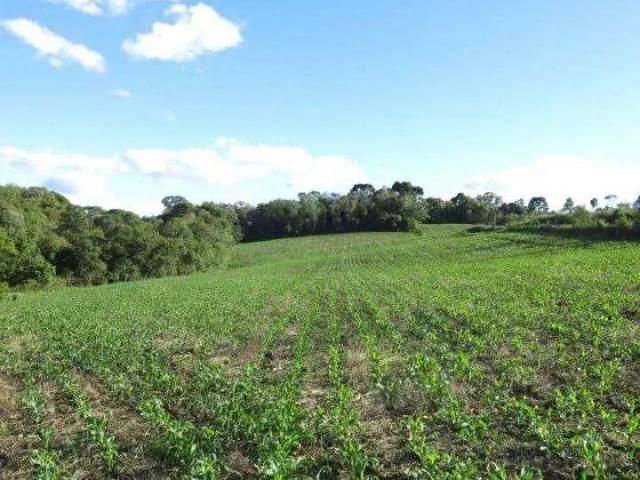 Terreno / Lote para Venda em São Bento do Sul/SC Centenário