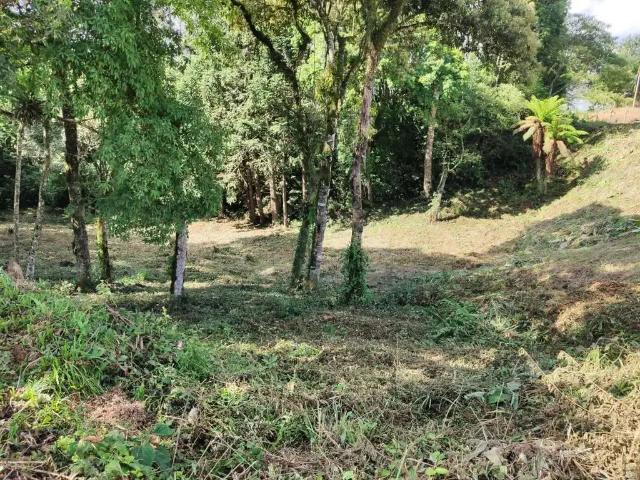 Terreno / Lote para Venda em São Bento do Sul/SC Centro