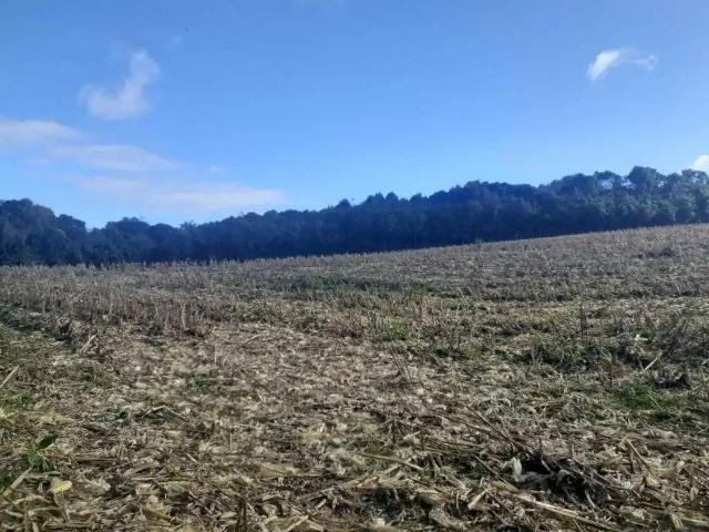 Terreno / Lote para Venda em São Bento do Sul/SC Dona Francisca