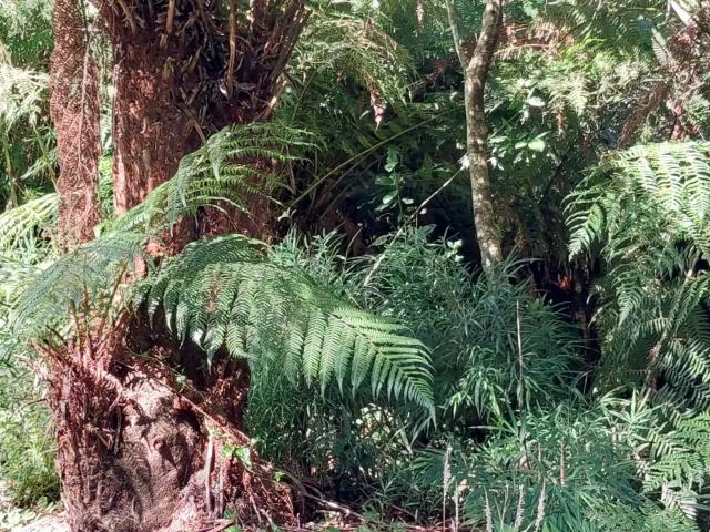 Terreno / Lote para Venda em São Francisco de Paula/RS Colinas
