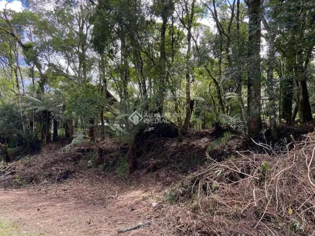 Terreno / Lote para Venda em São Francisco de Paula/RS Centro