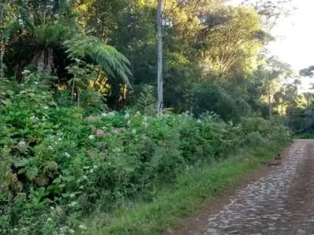 Terreno / Lote para Venda em São Francisco de Paula/RS Centro