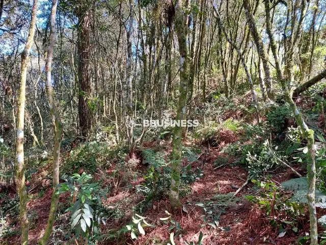 Terreno / Lote para Venda em São Francisco de Paula/RS São Bernardo