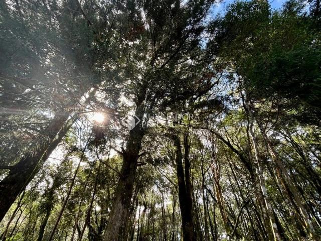 Terreno / Lote para Venda em São Francisco de Paula/RS São Bernardo