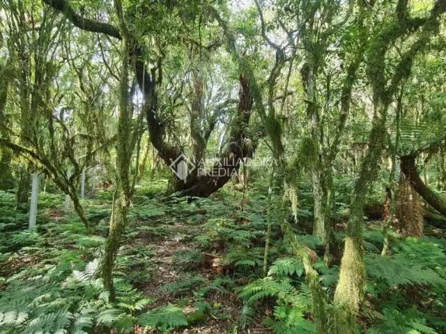 Terreno / Lote para Venda em São Francisco de Paula/RS São Bernardo