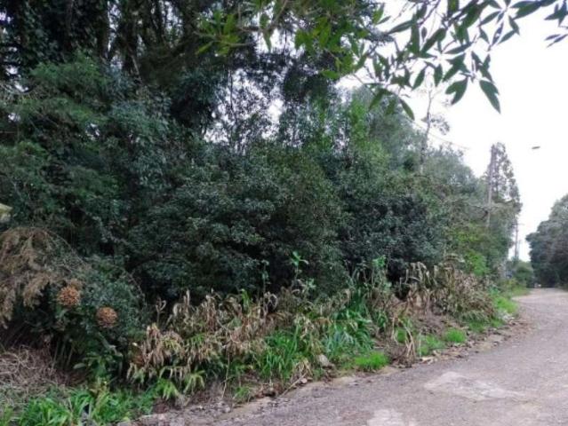 Terreno / Lote para Venda em São Francisco de Paula/RS São Bernardo