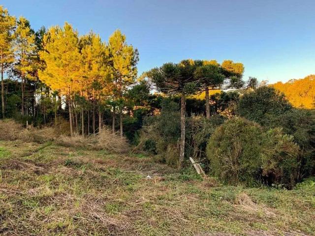 Terreno / Lote para Venda em São Francisco de Paula/RS São Bernardo