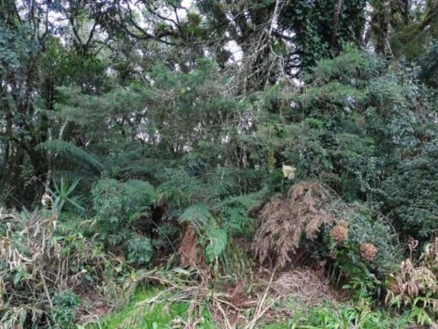 Terreno / Lote para Venda em São Francisco de Paula/RS São Bernardo