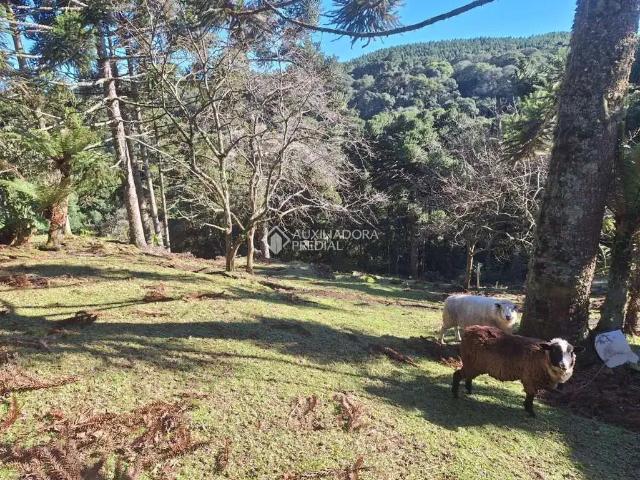 Terreno / Lote para Venda em São Francisco de Paula/RS Remanso Indianópolis