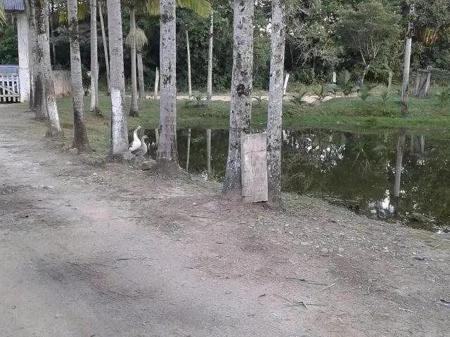 Terreno / Lote para Venda em São Francisco do Sul/SC Sai Mirim