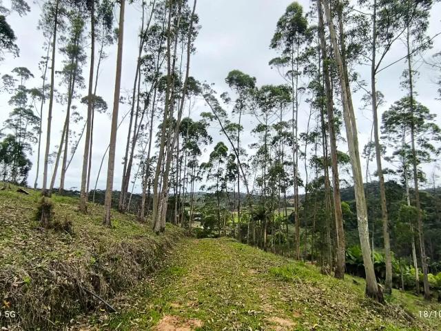 Terreno / Lote para Venda em São João do Itaperiú/SC Santa Cruz