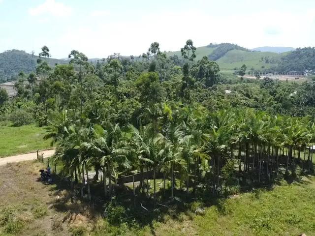 Terreno / Lote para Venda em São João do Itaperiú/SC Zona Rural