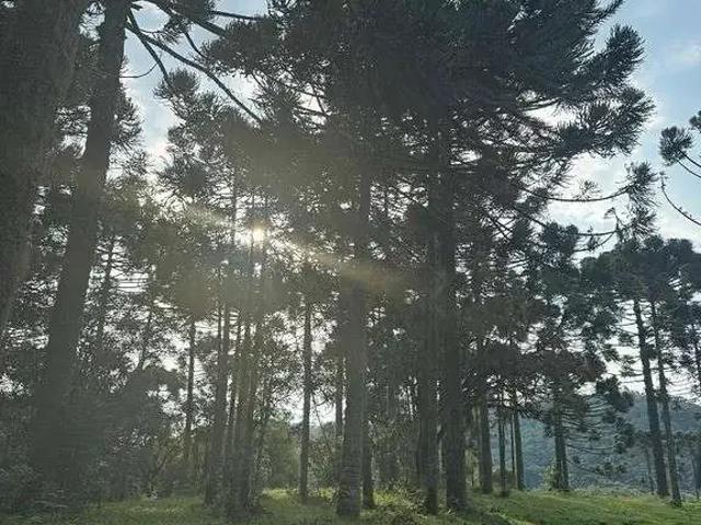 Terreno / Lote para Venda em Rio Rufino/SC Zona Rural