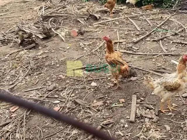 Terreno / Lote para Venda em São José dos Campos/SP Jardim San Marino