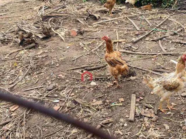 Terreno / Lote para Venda em São José dos Campos/SP Jardim San Marino
