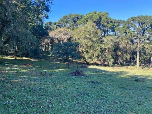 Terreno / Lote para Venda em São José dos Pinhais/PR Arujá