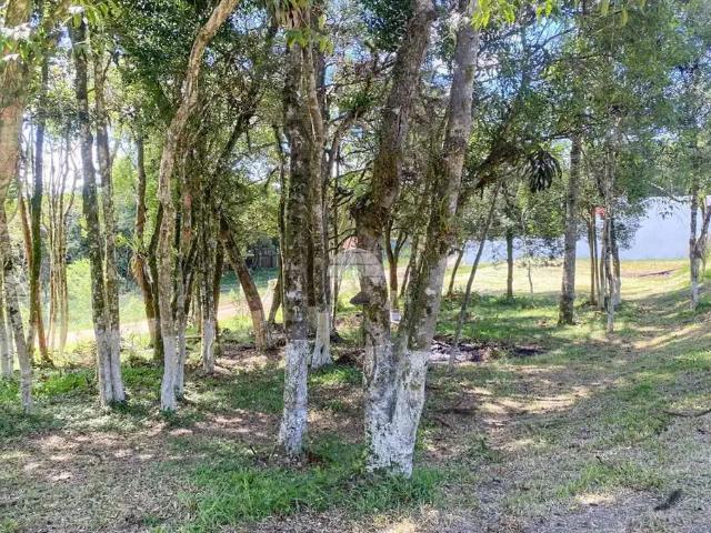 Terreno / Lote para Venda em São José dos Pinhais/PR Borda do Campo