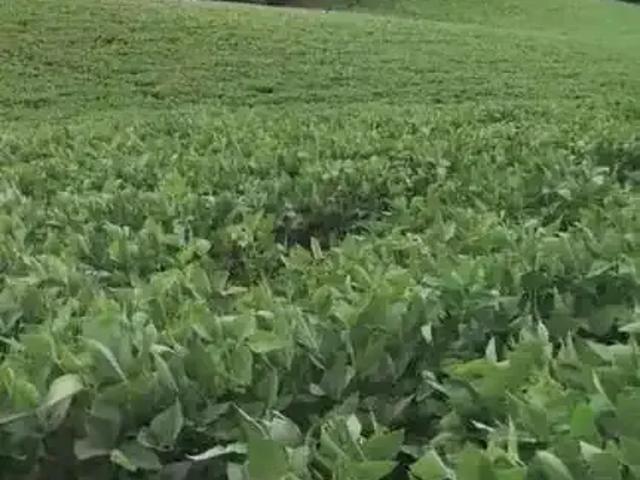 Terreno / Lote para Venda em São José dos Pinhais/PR Campo Largo da Roseira