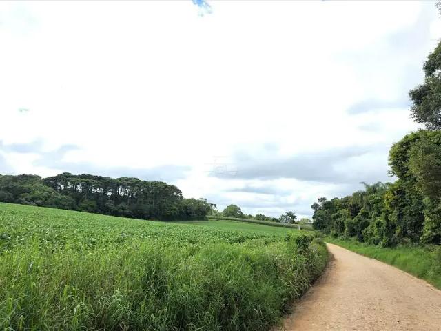 Terreno / Lote para Venda em São José dos Pinhais/PR Colônia Murici