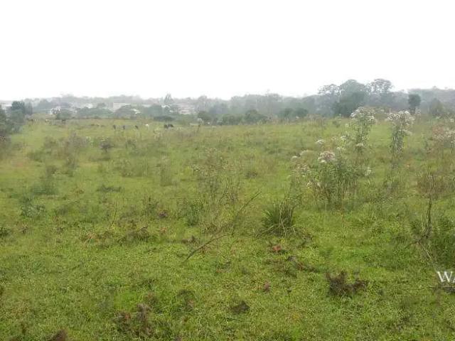 Terreno / Lote para Venda em São José dos Pinhais/PR Colônia Murici