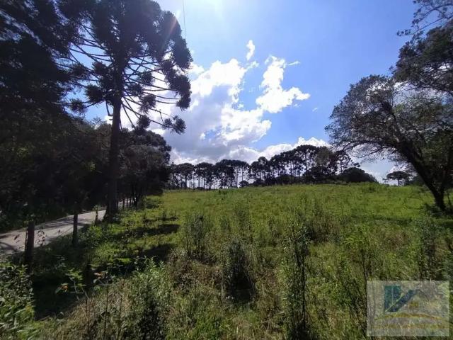 Terreno / Lote para Venda em São José dos Pinhais/PR Contenda 1 Quartos