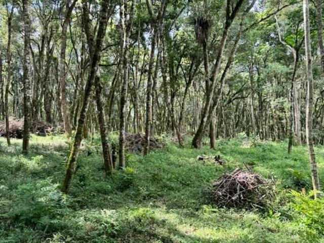 Terreno / Lote para Venda em São José dos Pinhais/PR Contenda