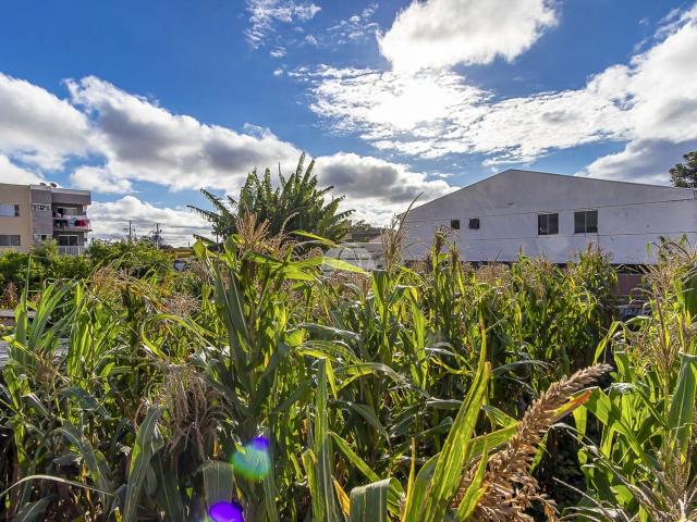 Terreno / Lote para Venda em São José dos Pinhais/PR Ipê