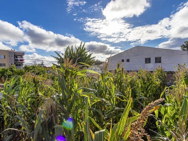 Terreno / Lote para Venda em São José dos Pinhais/PR Ipê
