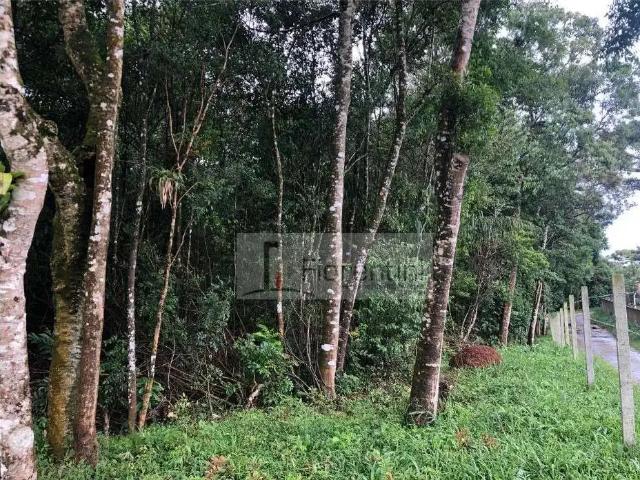 Terreno / Lote para Venda em São José dos Pinhais/PR Roseira