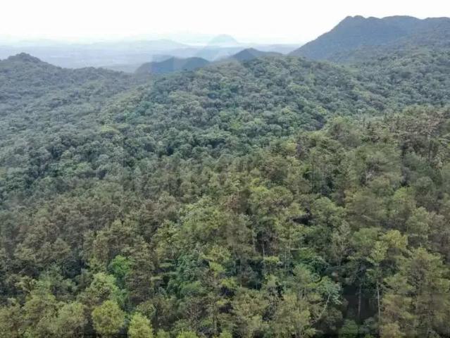 Terreno / Lote para Venda em São José dos Pinhais/PR Zona Rural