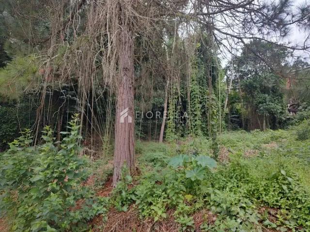Terreno / Lote para Venda em São José/SC Forquilhinhas