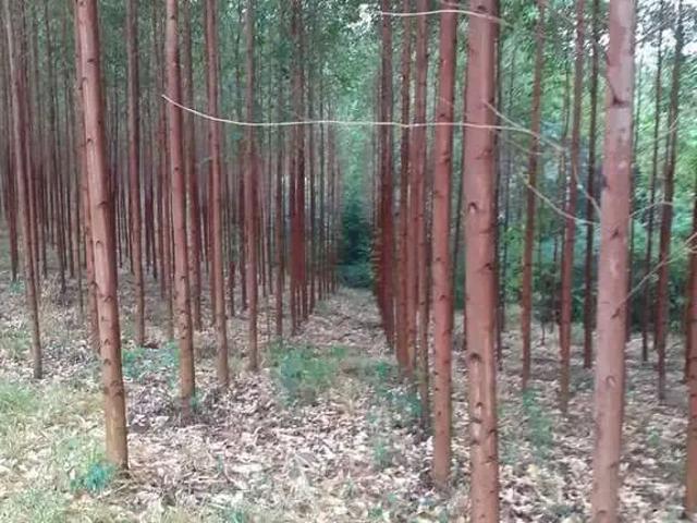 Terreno / Lote para Venda em São Lourenço do Oeste/SC Centro