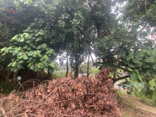 Terreno / Lote para Venda em São Paulo/SP Vila Mazzei