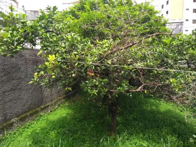 Terreno / Lote para Venda em São Paulo/SP Vila Formosa