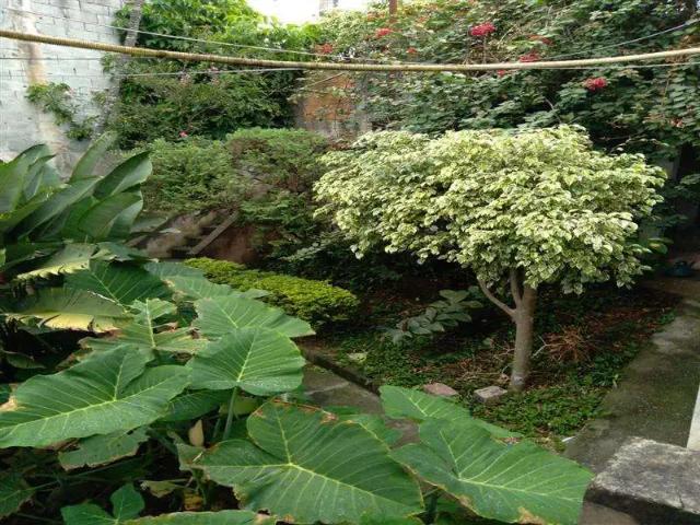 Terreno / Lote para Venda em São Paulo/SP Vila Formosa