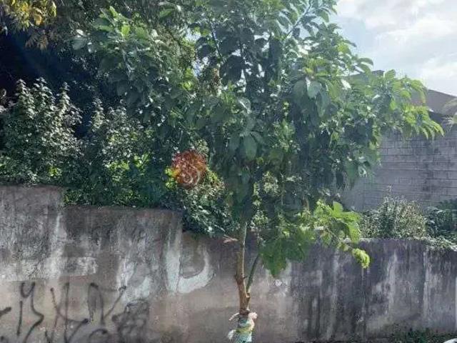Terreno / Lote para Venda em São Paulo/SP Vila Formosa