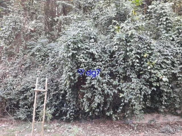 Terreno / Lote para Venda em São Paulo/SP Butantã