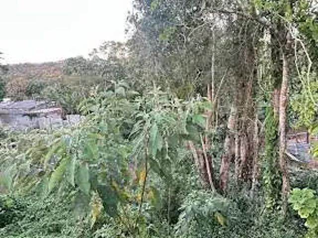 Terreno / Lote para Venda em São Paulo/SP Parque Florestal