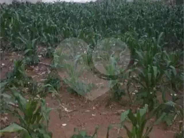 Terreno / Lote para Venda em São Paulo/SP Pedreira