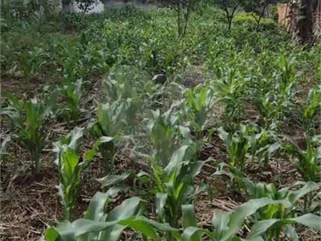 Terreno / Lote para Venda em São Paulo/SP Pedreira