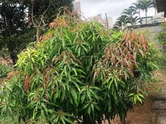 Terreno / Lote para Venda em São Paulo/SP Santana