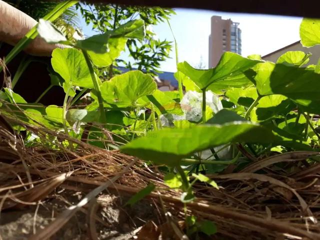 Terreno / Lote para Venda em São Paulo/SP Santana