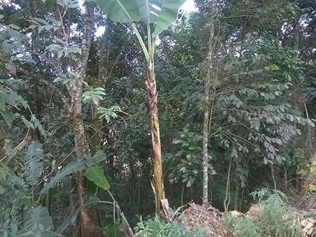 Terreno / Lote para Venda em São Paulo/SP Serra da Cantareira