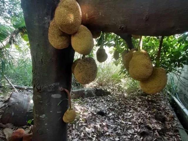Terreno / Lote para Venda em São Paulo/SP Sítio Areião