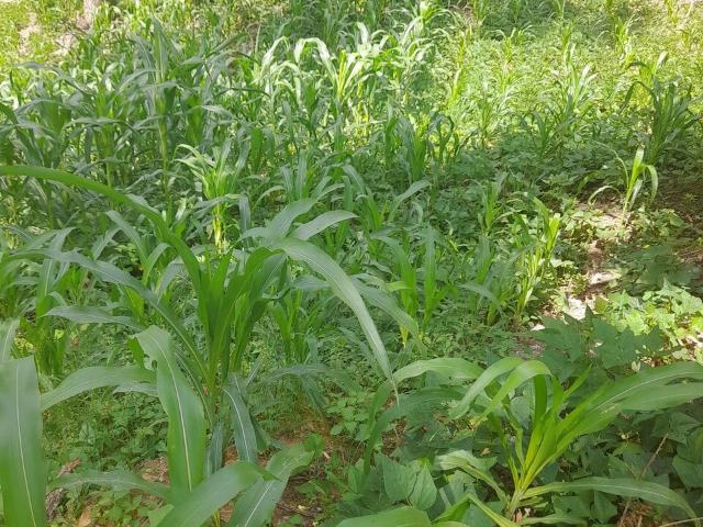 Terreno / Lote para Venda em São Roque/SP Jardim Suíça Paulista